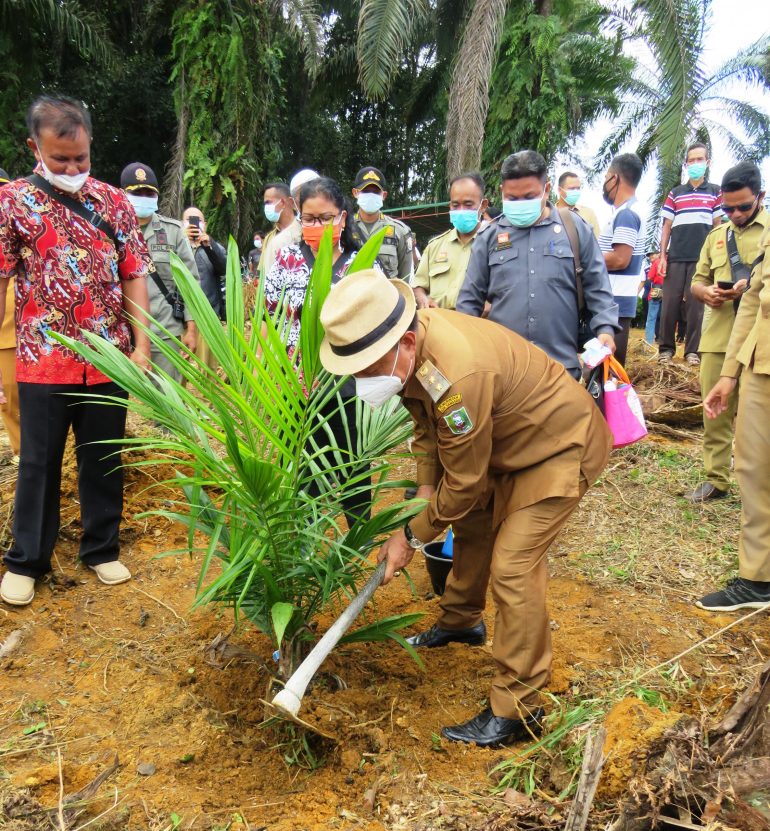 Wabup Resmikan Penanaman Perdana Tanaman Kelapa Sawit Program PSR Di Desa Harapan Makmur