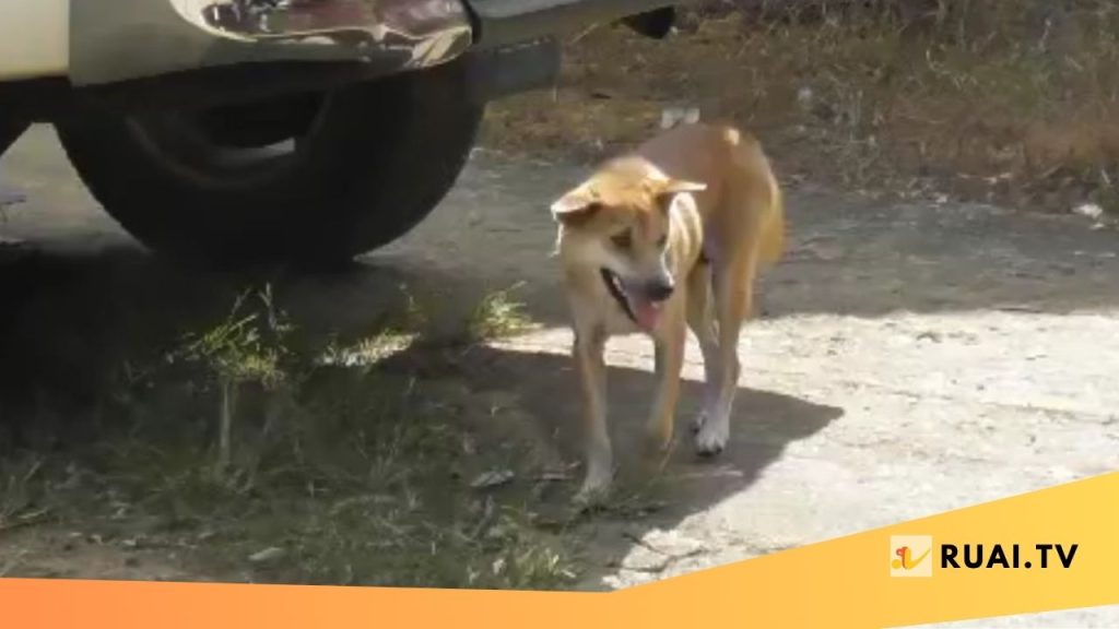 390 Kasus Gigitan Hewan di Sanggau, Dari Anjing Hingga Musang