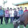 Jelang Hari Raya Idul Adha 1444 H/2023 M, Bupati Sanggau Serahkan Hewan Kurban
