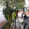Dukung Penataan Kompleks Kabana Dinas Lingkungan Hidup Lakukan Perapian Pohon – Dinas Lingkungan Hidup