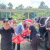 Di Hari Tasyrik, Kejari Sanggau Sembelih 2 Ekor Sapi Kurban – Radar Kalbar