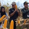 Panen Jagung Hibrida, di Desa Kenaman DKPTPHP Sanggau Target Tingkatkan Produksi