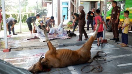 Wujud Rasa Sukur, Kejari Sanggau Bagikan Daging Kurban