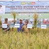 Pj Bupati Sanggau Suherman Padi Musim Tanam Gadu Gapoktan Tani Hayo
