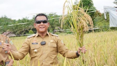 Upaya Tekan Inflasi, PJ Bupati Sanggau Panen Padi di Kecamatan Parindu