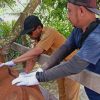 Dinas Perkebunan dan Peternakan Kabupaten Sanggau Selenggarakan Pelayanan Kesehatan Hewan (Pelkeswan) Gratis Pada Ternak Sapi di Desa Trimulya, Kecamatan Mukok