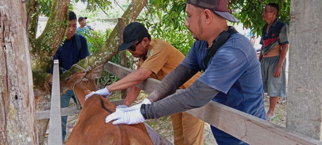 Dinas Perkebunan dan Peternakan Kabupaten Sanggau Selenggarakan Pelayanan Kesehatan Hewan (Pelkeswan) Gratis Pada Ternak Sapi di Desa Trimulya, Kecamatan Mukok