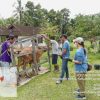 Dinas Perkebunan dan Peternakan Kabupaten Selenggarakan Pelayanan Kesehatan Hewan (Pelkeswan) Gratis Pada Ternak Sapi di Desa Sei Mawang, Kecamatan Mukok