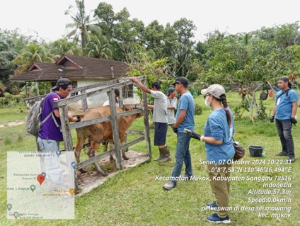 Dinas Perkebunan dan Peternakan Kabupaten Selenggarakan Pelayanan Kesehatan Hewan (Pelkeswan) Gratis Pada Ternak Sapi di Desa Sei Mawang, Kecamatan Mukok