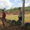 Polsek Batang Tarang Dukung Ketahanan Pangan Melalui Program Lahan Tumpang Sari