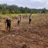 Polsek Tayan Hulu Dukung Ketahanan Pangan Nasional dengan Penanaman Jagung di Desa Kedakas
