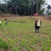 Polsek Beduai Lakukan Pemeliharaan Tanaman Jagung di Dusun Timaga