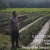 Kapolsek Sengah Temila: Polisi Siap Dukung Petani Wujudkan Ketahanan Pangan