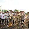Panen Raya Jagung Hibrida, Kapolda Banten: Bentuk Nyata Upaya Bersama untuk Ketahanan Pangan