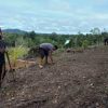 Polsek Jangkang Tanam Jagung Hybrida dengan Pola Tumpang Sari di Dusun Engkasai