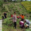 Penanaman Jagung di Lahan Tumpang Sari Dukung Ketahanan Pangan di Kecamatan Entikong