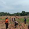 Dukung Ketahanan Pangan, Polsek meliau Gelar Penanaman Jagung Tumpang Sari di Gunung Meliau