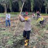 Kapolres Sanggau Hadiri Penanaman Jagung Monokultur di Lahan PT. Sedhahtera Indo Agro Dukung Ketahanan Pangan