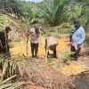 Kapolsek Tayan Hulu Pimpin Penanaman Jagung Hibrida Tumpang Sari di Tayan Hulu Dukung Ketahanan Pangan Nasional
