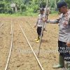 Penanaman Jagung di Kecamatan Bonti untuk Mendukung Ketahanan Pangan