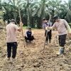 Penanaman Jagung Monokultur di Lahan Tumpang Sari Dukung Ketahanan Pangan di Kecamatan Parindu