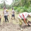 Polsek Mukok Gelar Penanaman Jagung Menuju Swasembada Pangan