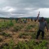 Polsek Meliau Lanjutkan Penanaman Jagung Tumpang Sari di Lahan PTPN IV untuk Ketahanan Pangan