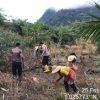 Penanaman Jagung 1 Juta Hektar di Entikong, Polsek Dukung Swasembada Pangan