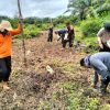 Polsek Parindu Kembali Gelar Penanaman Jagung Monokultur di Lahan Tumpang Sari