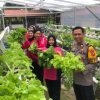 Polsek Sekayam Gelar Panen Hasil Program Perkarangan Bergizi di Kebun Hidroponik Mako Polsek Sekayam
