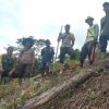 Dukung Swasembada Pangan, Kelompok Tani di Entikong Laksanakan Penanaman Jagung