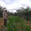 Pengecekan Lahan Jagung Program 2 di Dusun Danau, Polsek Tayan Hilir Temukan Kendala Petani