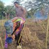 Penanaman Jagung di Sekayam untuk Dukung Ketahanan Pangan Nasional