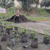 Polsek Kembayan Gelar Program Perkarangan Bergizi Untuk Dukung Ketahanan Pangan