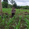 Personil Polsubsektor Sompak Cek Pertumbuhan Jagung