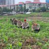Ada Kebun Jagung di Tengah Kota Jakarta, Polri: Upaya Polri Dukung Asta Cita Presiden