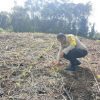 Polsek Tayan Hulu Cek Perkembangan Tanaman Jagung di Desa Sosok dan Kedakas
