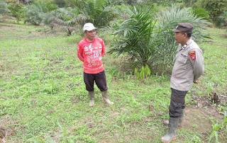 Polsek Bonti Lakukan Pengecekan Perkembangan Tanaman Jagung dalam Program Ketahanan Pangan