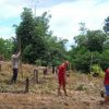 Penanaman Jagung di Jangkang, Sanggau: Wujud Nyata Ketahanan Pangan