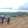 Polsek Tayan Hilir Tanam Jagung Hibrida Dukung Swasembada Pangan