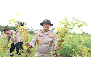 Kapolda Kalbar Tinjau Panen Perdana Kacang Kedelai di Sanggau: Wujud Nyata Dukungan Polri Terhadap Ketahanan Pangan