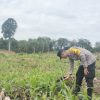 Polsek Beduai Laksanakan Pengecekan Progres Penanaman Ulang Jagung Dukung Program Ketahanan Pangan Polri