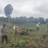 Polri Dukung Ketahanan Pangan, Tanaman Jagung di Beduai Dirawat Intensif Lewat Program Pemanfaatan Lahan Produktif