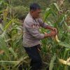 Progres Program Ketahanan Pangan: Persiapan Panen Jagung di Kecamatan Kapuas