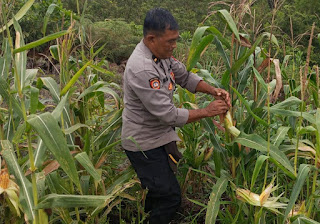 Progres Program Ketahanan Pangan: Persiapan Panen Jagung di Kecamatan Kapuas