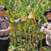 Kapolsek Meliau Tinjau Perawatan Tanaman Jagung Program Ketahanan Pangan di Desa Sungai Mayam