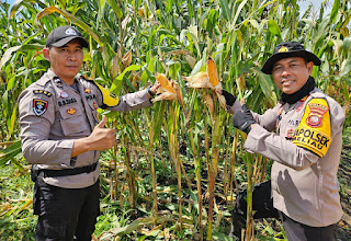 Kapolsek Meliau Tinjau Perawatan Tanaman Jagung Program Ketahanan Pangan di Desa Sungai Mayam
