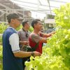 Kapolsek Sekayam Pimpin Panen Ketiga Kebun Hidroponik, Dukung Ketahanan Pangan Bergizi di Perbatasan