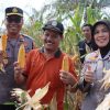Keberhasilan Program Ketahanan Pangan Nasional: Sinergi Kolaboratif Menuju Swasembada Jagung 2025