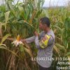 Panen Jagung Siap Digelar, Polsek Tayan Hilir Tinjau Langsung Progres Program Ketahanan Pangan Nasional